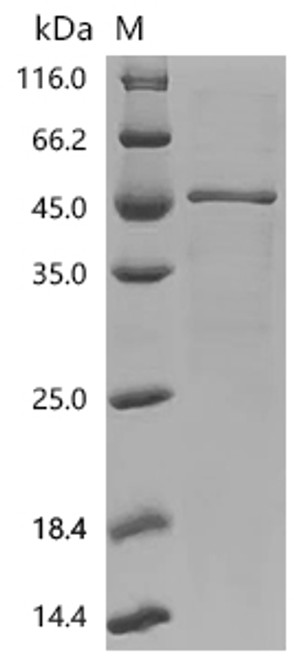 Recombinant Mouse Serum paraoxonase/lactonase 3 (Pon3) (CSB-EP737067MOb1)
