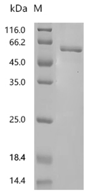 Recombinant Mouse L-dopachrome tautomerase (Dct), partial (CSB-EP006562MO1c7)
