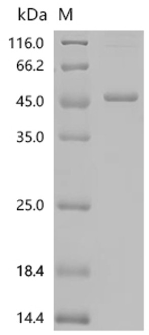 Recombinant Cat Zona pellucida sperm-binding protein 3 (ZP3) (CSB-EP027121CA)