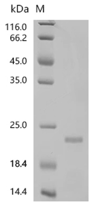 Recombinant Mouse Bone morphogenetic protein 4 (Bmp4) (CSB-EP002740MO)