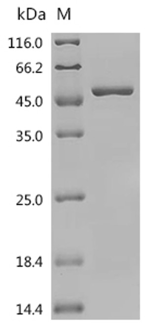 Recombinant Rat DNA polymerase beta (Polb) (CSB-EP018302RA)