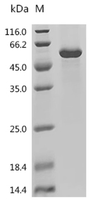 Recombinant Human Adhesion G protein-coupled receptor L3 (ADGRL3), partial (CSB-EP867185HU)