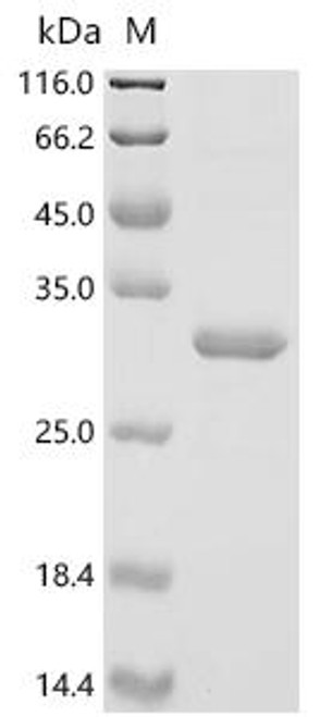 Recombinant Brassica napus Cruciferin CRU1 (CRU1), partial (CSB-EP333802BWD) Recombinant Brassica napus Cruciferin CRU1 (CRU1), partial (CSB-EP333802BWD)