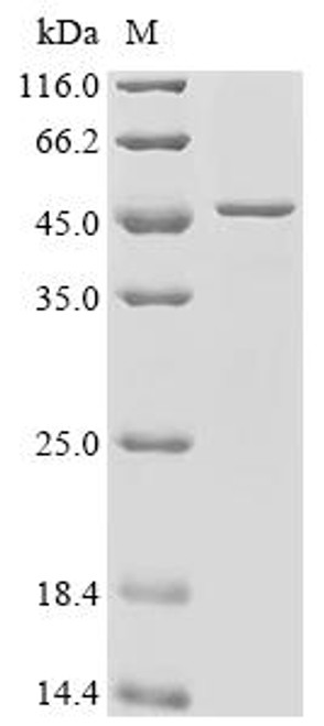 Recombinant Mouse Hyaluronan and proteoglycan link protein 1 (Hapln1) (CSB-EP010130MO)