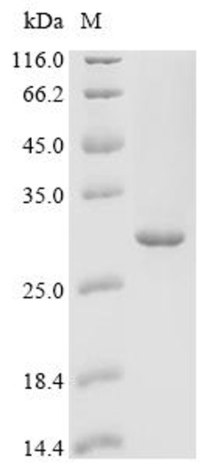 Recombinant Human C-type lectin domain family 7 member A (CLEC7A), partial (CSB-EP883623HU) Recombinant Human C-type lectin domain family 7 member A (CLEC7A), partial (CSB-EP883623HU)