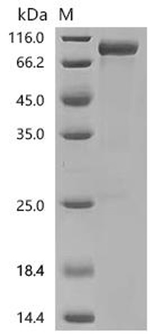 Recombinant Mouse Transcription factor SOX-2 (Sox2) (CSB-MP022426MO)