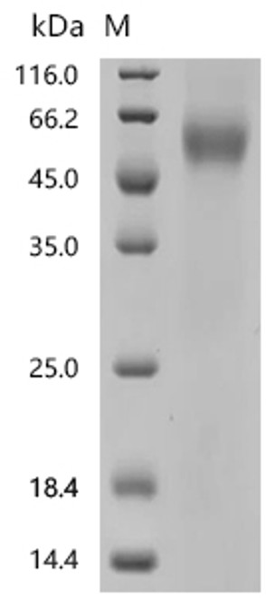 Recombinant Mouse Napsin-A (Napsa) (CSB-MP015452MO(A4))