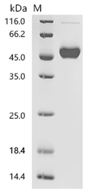 Recombinant Mouse Tumor necrosis factor ligand superfamily member 4 (Tnfsf4), partial (CSB-MP023994MO1)