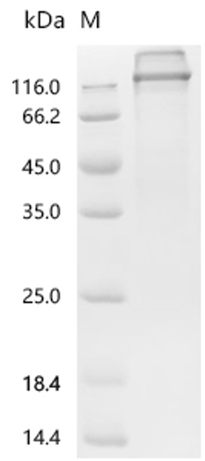 Recombinant Human Proto-oncogene tyrosine-protein kinase receptor Ret (RET), partial (CSB-MP019572HUd9) Recombinant Human Proto-oncogene tyrosine-protein kinase receptor Ret (RET), partial (CSB-MP019572HUd9)
