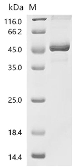 Recombinant Macaca nemestrina TNF superfamily member 13(TNFSF13), partial (CSB-MP6723MOX)