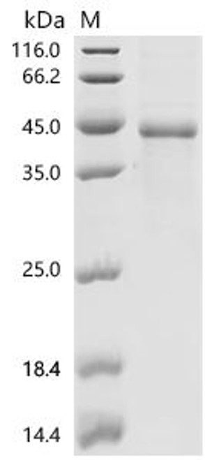 Recombinant Mouse Bone morphogenetic protein 2 (Bmp2) (CSB-MP002736MO)