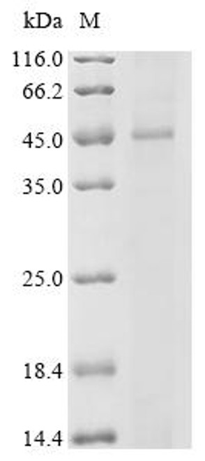 Recombinant Mouse Orexin/Hypocretin receptor type 1 (Hcrtr1) (CSB-CF010231MO) Recombinant Mouse Orexin/Hypocretin receptor type 1 (Hcrtr1) (CSB-CF010231MO)