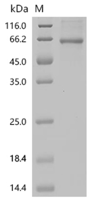 Recombinant Human Large neutral amino acids transporter small subunit 2 (SLC7A8) (CSB-CF887037HU(A4)) Recombinant Human Large neutral amino acids transporter small subunit 2 (SLC7A8) (CSB-CF887037HU(A4))