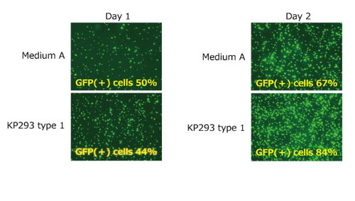 GFP Plasmid was transfected using PEI MAX® (Polysciences, Inc.). The number of GFP-positive cells was measured using a flow cytometer. Fluorescence images from day 1 and day 2 after transfection are shown. This medium showed a GFP-positive cell rate comparable to that of commercially available media.