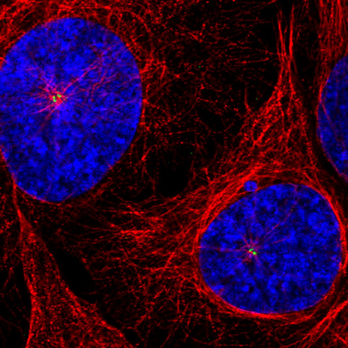 Immunofluorescence staining of U2OS cells using the anti-CEP350 monoclonal antibody, showing specific staining of the centrosome in green. Microtubule- and nuclear probes are visualized in red and blue, respectively (where available).