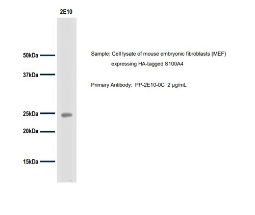 Sample: Cell lysate of mouse embryonic fibroblasts (MEF) expressing HA-tagged S100A4Primary Antibody: PP-2E10-0C 2 µg/mL