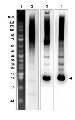 Figure 2. Comparison of Signal Patterns by Detection MethodUsing eluted fractions obtained from the same immunoprecipitationassay as described in Figure 1, three PVDF blots were prepared, eachemploying a different combination of blocking reagent, primaryantibody, and secondary reagent (see lane descriptions below).Ubiquitinated proteins were detected on each blot using the ECLmethod. Notably, in lanes 3 and 4, in addition to the ubiquitinatedproteins, the Anti-Pan Ubiquitin Monobody, Biotin dissociated fromthe streptavidin beads was also detected (arrowhead), highlightingdifferences in signal patterns depending on the detection system.Lane 1: Molecular weight markerLane 2: 3% skim milk / anti-ubiquitin mouse monoclonal antibody(P4D1, 1:1000 dilution) / HRP conjugated goat anti-mouse IgGpolyclonal antibody (1:2000 dilution)Lane 3: 3% BSA / Anti-Pan Ubiquitin Monobody, Biotin (1:5000dilution) / HRP-conjugated anti-6xHis mouse monoclonal antibody(1:2000 dilution)Lane 4: 3% BSA / Anti-Pan Ubiquitin Monobody, Biot