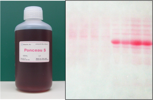 Ponceau-S staining solution