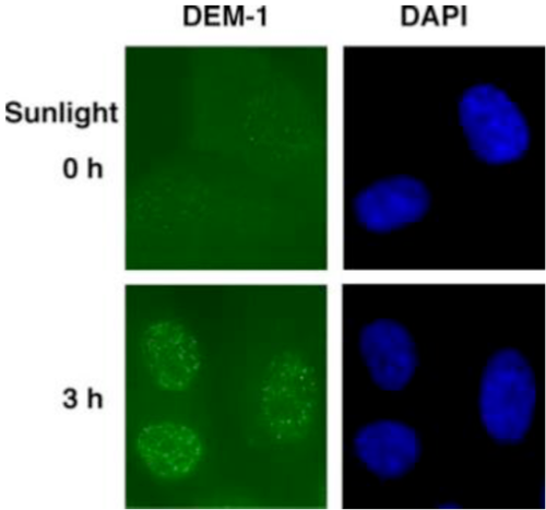 Figure 3. Fluorescent image of DewarPPs in normal human fibroblasts.Cells were cultured in a 35-mm glass-bottom dish for 24 hours. Immediately after solar UV irradiation for 3 hours or mock irradiation, cells were fixed and permeabilized. After denaturation of DNA, DewarPPs (yellow) were visualized using immunofluorescence with clone DEM-1. Nuclear DNA (blue) was counterstained with DAPI.
