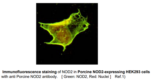 Anti Nucleotide-Binding Oligomerization Domain-Containing Protein 2 (NOD2) pAb (Rabbit, Affinity Purified)