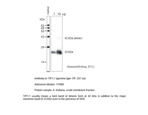 Anti Arabidopsis thaliana Tonoplast Intrinsic Protein 1;1 (AtTIP1;1) pAb (Rabbit)