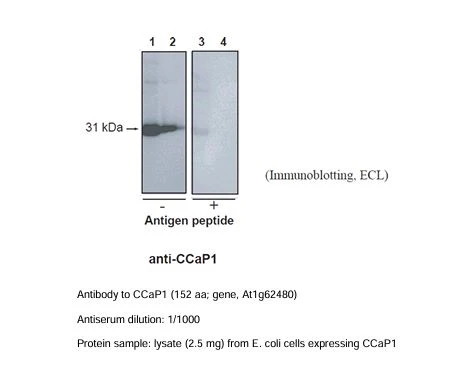 Anti Arabidopsis thaliana Vacuolar Calcium-Binding Protein-Related (AtCCaP1) pAb (Rabbit)