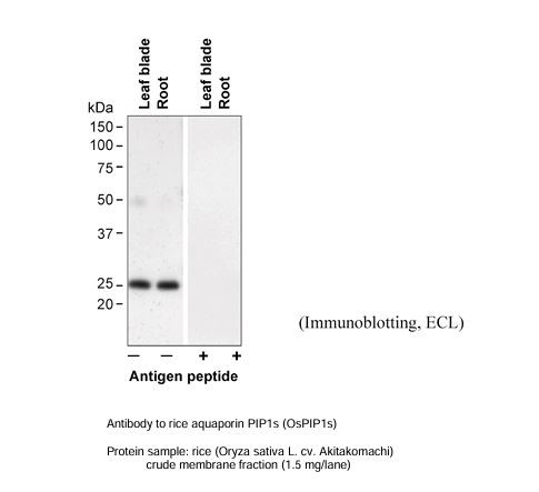 Anti Rice Aquaporin OsPIP1s pAb (Rabbit)