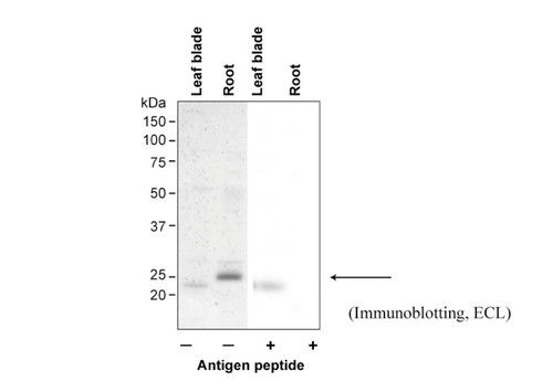 Anti Rice Aquaporin OsTIP2;1 pAb (Rabbit) Anti Rice Aquaporin OsTIP2;1 pAb (Rabbit)