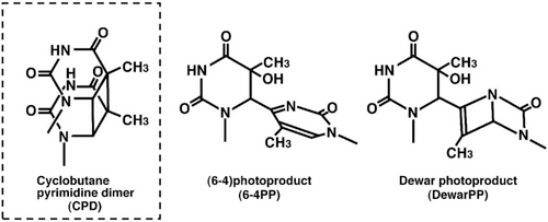 Figure 1: Structures of UV-induced DNA damage. Figure 1: Structures of UV-induced DNA damage.