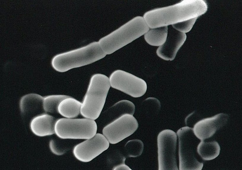 Labiase Bacterial Cell Lytic Enzymes