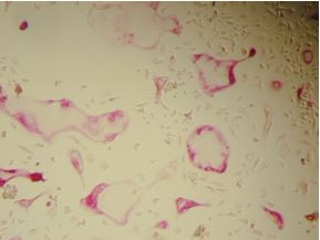Adipocyte Fluorescent Staining Kit
