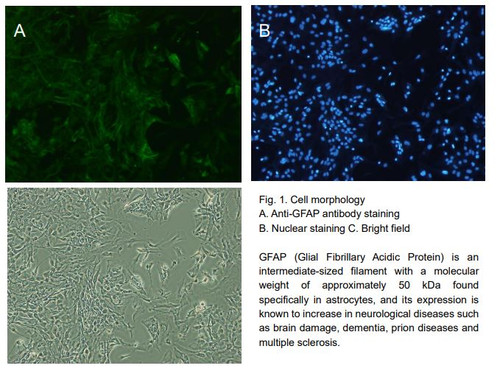 Astrocytes (mouse)