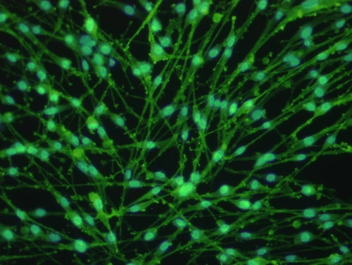 Schwann Cell Line (IMS32), mouse