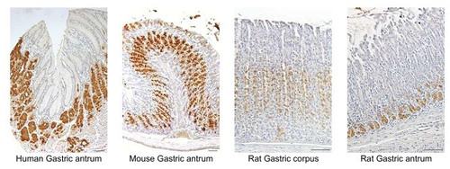 Anti Mucin M-GGMC-1 [GlcNAc(ALPHA)1-] mAb (Clone HIK1083, DEAE Sepharose Purified)