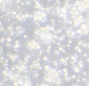 NK Cells