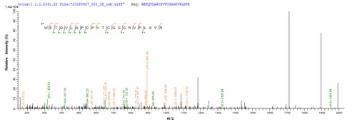 Based on the SEQUEST from database of E.coli host and target protein, the LC-MS/MS Analysis result of CSB-EP745079MO could indicate that this peptide derived from E.coli-expressed