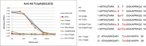 The composition of histone H3 peptides and the reactivity of histone H3 T11ph antibody 6G12C5. The composition of histone H3 peptides and the reactivity of histone H3 T11ph antibody 6G12C5.