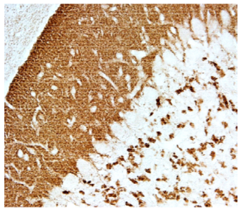 Anti Solute Carrier Family 17 Member 7 (SLC17A7/VGLUT1) pAb (Rabbit, Affinity Purified)