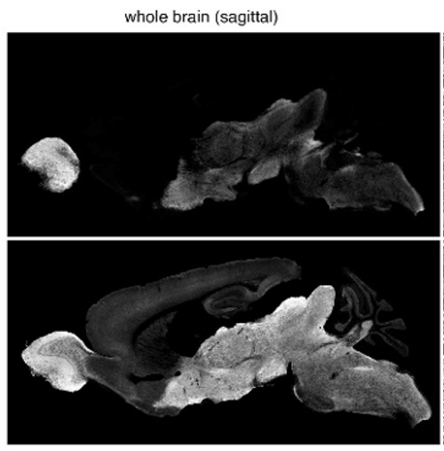 Anti GAT-3 (plasmalemmal GABA transporter-3, Slc6a11, 590-627) pAb Anti GAT-3 (plasmalemmal GABA transporter-3, Slc6a11, 590-627) pAb