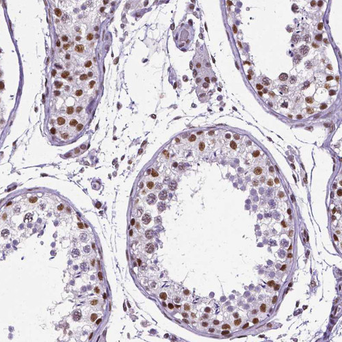 Immunohistochemical staining of human testis shows moderate to strong nuclear positivity in cells in seminiferous ducts.