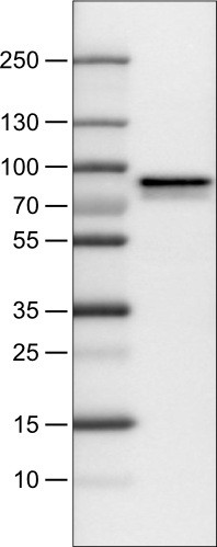 Lane 1: Marker [kDa]<br/>Lane 2: Human cell line U-251 MG