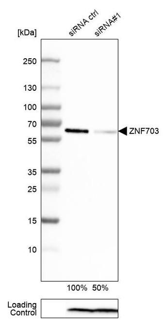 Western blot analysis in HEK293 cells transfected with control siRNA, target specific siRNA probe #1, using Anti-ZNF703 antibody. Remaining relative intensity is presented. Loading control: Anti-PPIB.