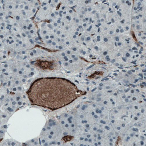 Immunohistochemical staining of human pancreas shows strong immunoreactivity in blood vessels and in plasma.