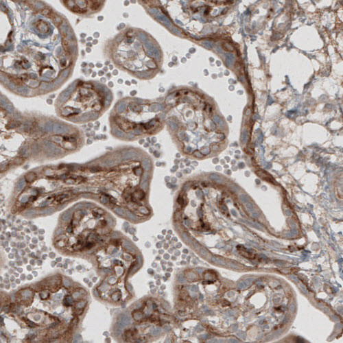 Immunohistochemical staining of human placenta shows moderate immunoreactivity in basement membrane of trophoblast and in endothelium.
