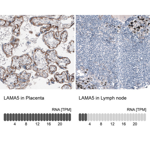 Immunohistochemistry analysis in human placenta and lymph node tissues using AMAb91124 antibody. Corresponding LAMA5 RNA-seq data are presented for the same tissues.