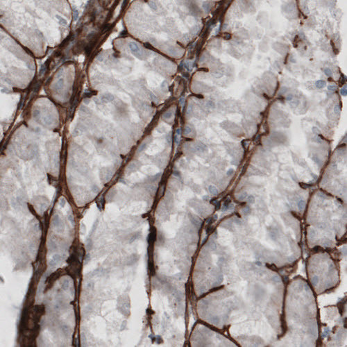 Immunohistochemical staining of human stomach shows strong immunoreactivity in basement membrane of glandular epithelium.