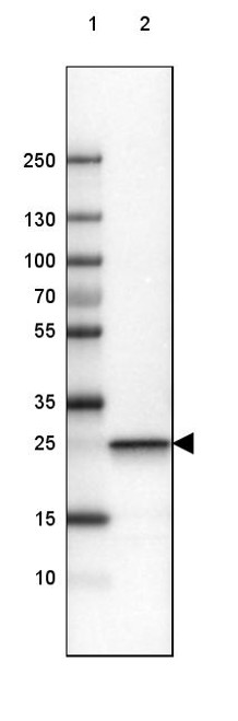 Lane 1: Marker [kDa] 250, 130, 100, 70, 55, 35, 25, 15, 10<br/>Lane 2: Human cell line U-251 AAb
