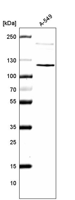Western blot analysis in human cell line A-549. Western blot analysis in human cell line A-549.