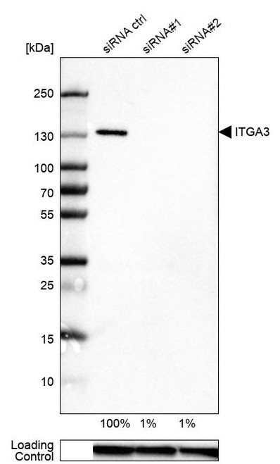 Western blot analysis in U-87MG ATCC cells transfected with control siRNA, target specific siRNA probe #1 and #2, using Anti-ITGA3 antibody. Remaining relative intensity is presented. Loading control: Anti-GAPDH.