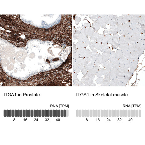 Immunohistochemistry analysis in human prostate and skeletal muscle tissues using AMAb91460 antibody. Corresponding ITGA1 RNA-seq data are presented for the same tissues.